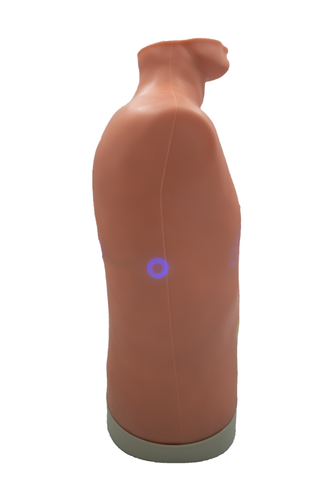 Load image into Gallery viewer, Auscultation Trainer 2.0