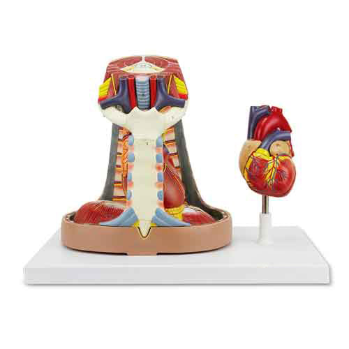 Load image into Gallery viewer, Heart Model with Esophagus and Trachea Model, 6-Parts