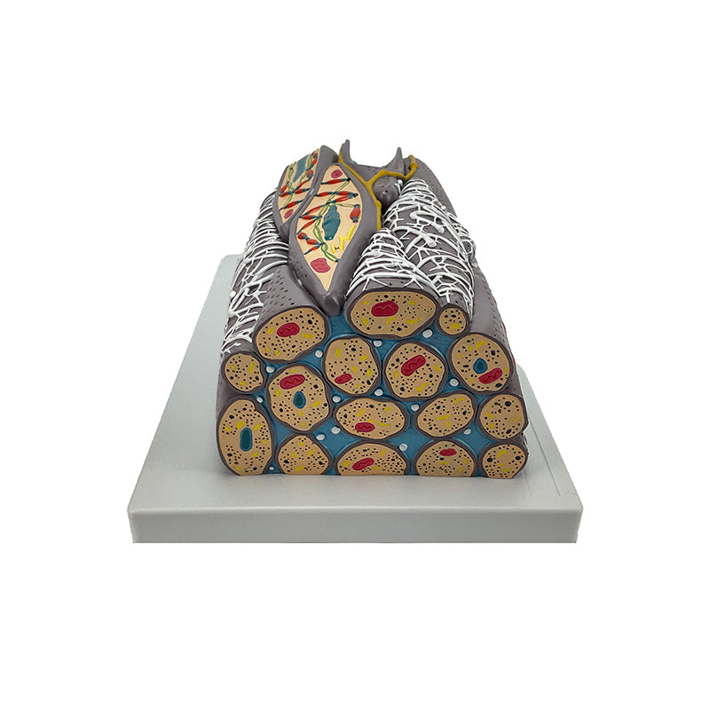 Загрузить изображение в просмотрщик галереи, Micro Anatomy Smooth Muscle Fiber Model, 10,000X Enlarged