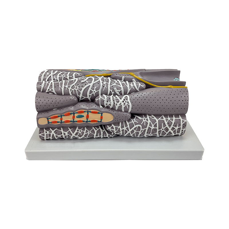 Загрузить изображение в просмотрщик галереи, Micro Anatomy Smooth Muscle Fiber Model, 10,000X Enlarged