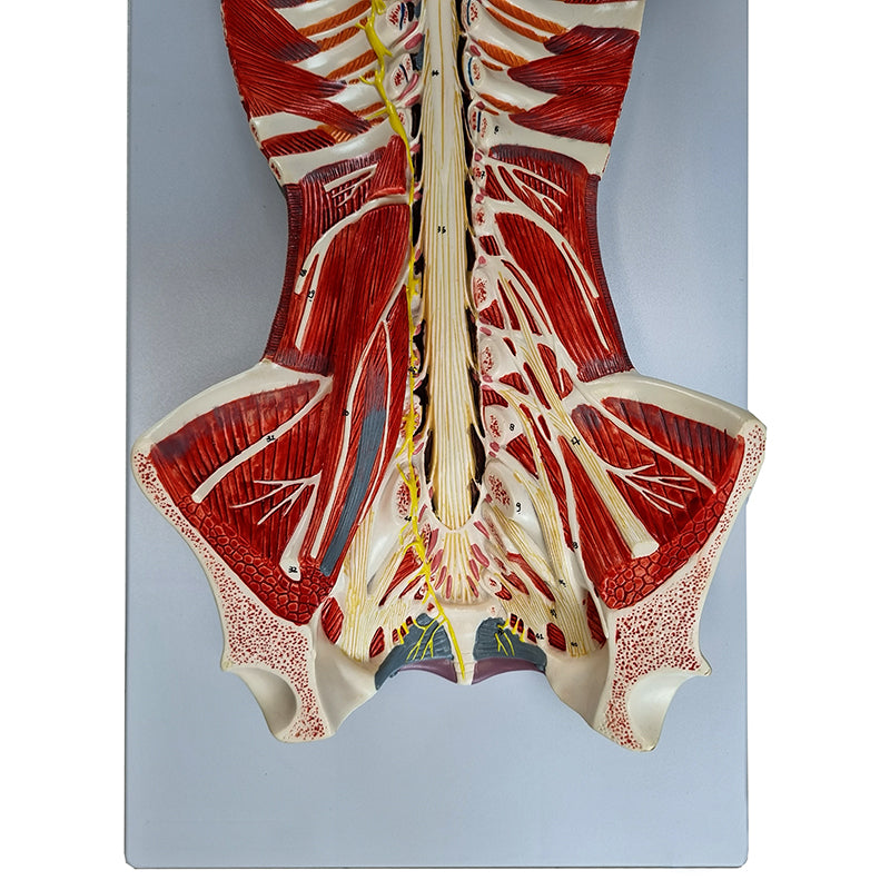 Load image into Gallery viewer, Spinal Cord Model