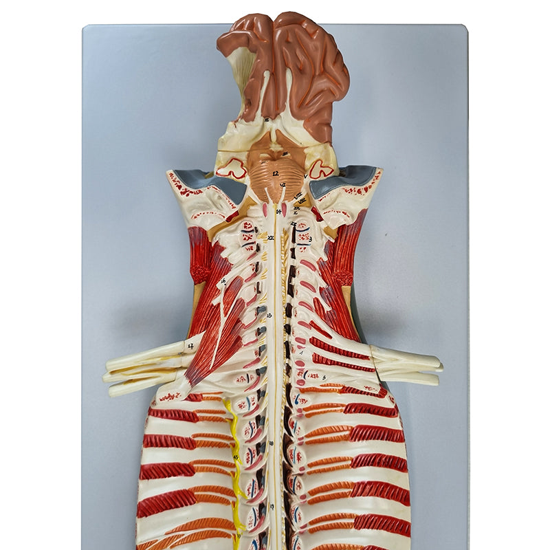 Load image into Gallery viewer, Spinal Cord Model