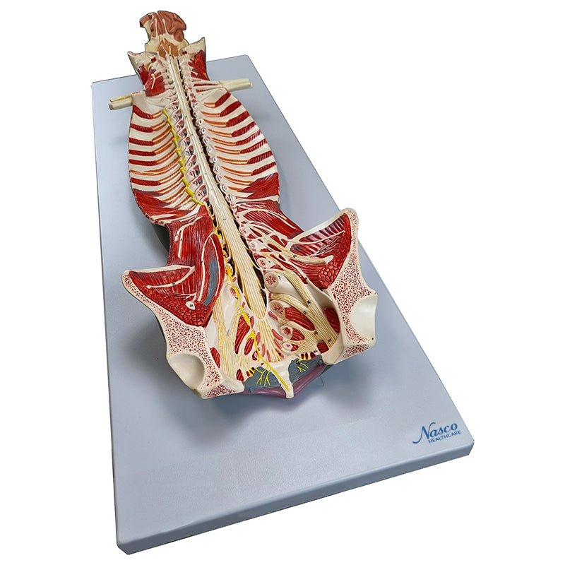 Load image into Gallery viewer, Spinal Cord Model