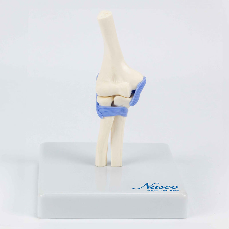 將圖像載入到圖庫檢視器中, Mini Elbow Joint Model