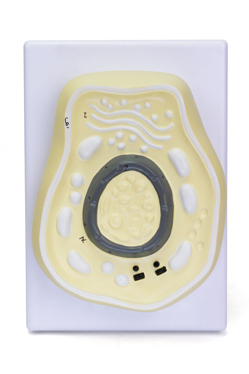 将图像加载到画廊查看器中,Mitosis Model, 8-Parts