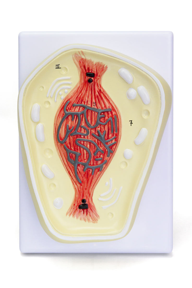 将图像加载到画廊查看器中,Mitosis Model, 8-Parts