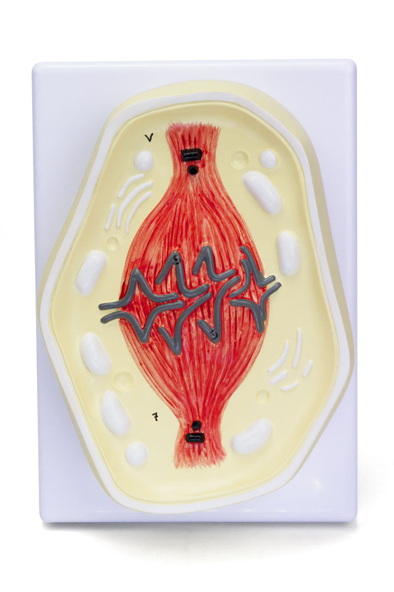 将图像加载到画廊查看器中,Mitosis Model, 8-Parts
