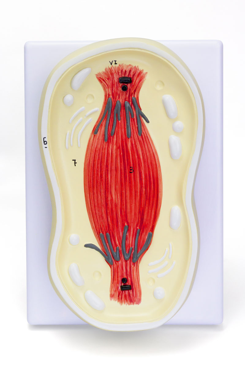 将图像加载到画廊查看器中,Mitosis Model, 8-Parts