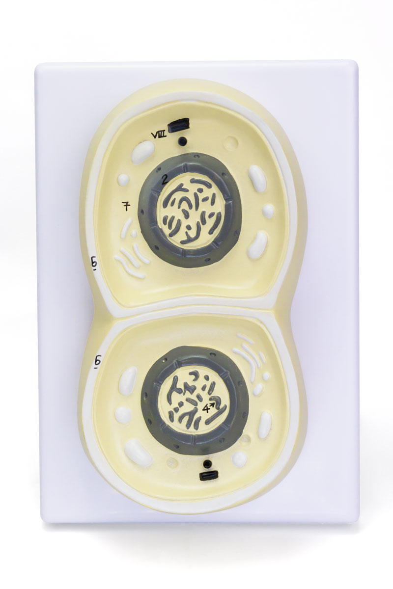将图像加载到画廊查看器中,Mitosis Model, 8-Parts