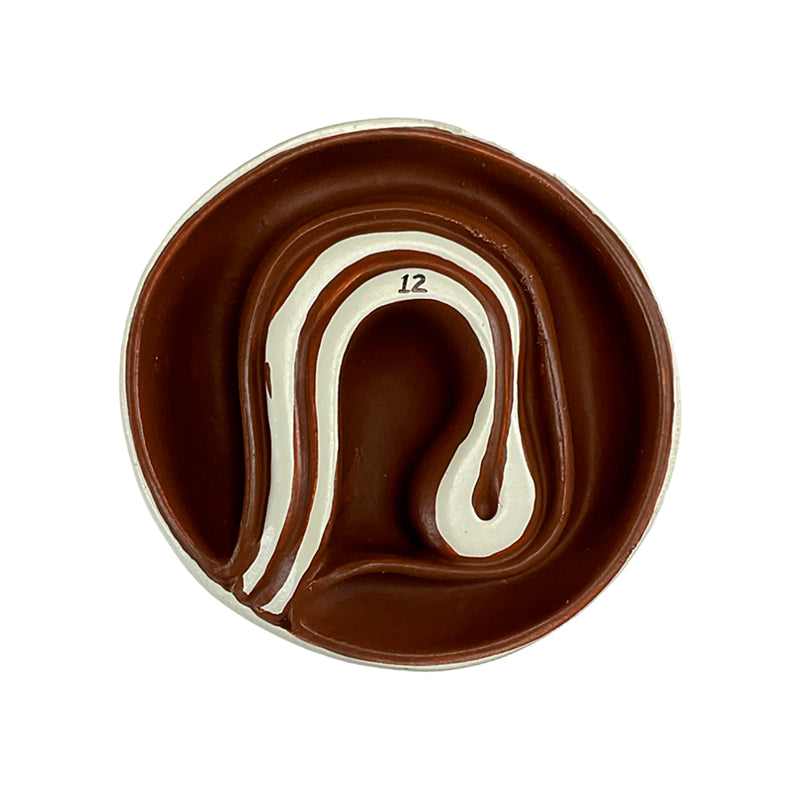 Load image into Gallery viewer, Taenia Saginata and Taenia Solium Comparison Model