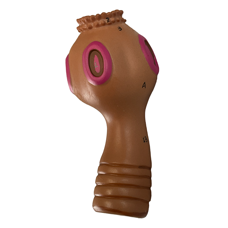 Load image into Gallery viewer, Taenia Saginata and Taenia Solium Comparison Model