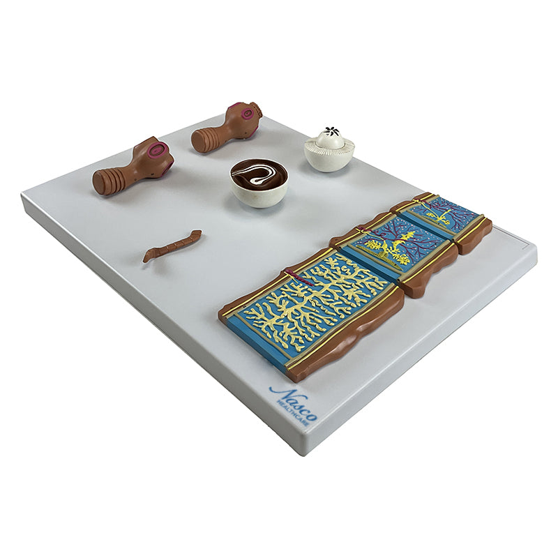 Taenia Saginata and Taenia Solium Comparison Model – Nasco Healthcare