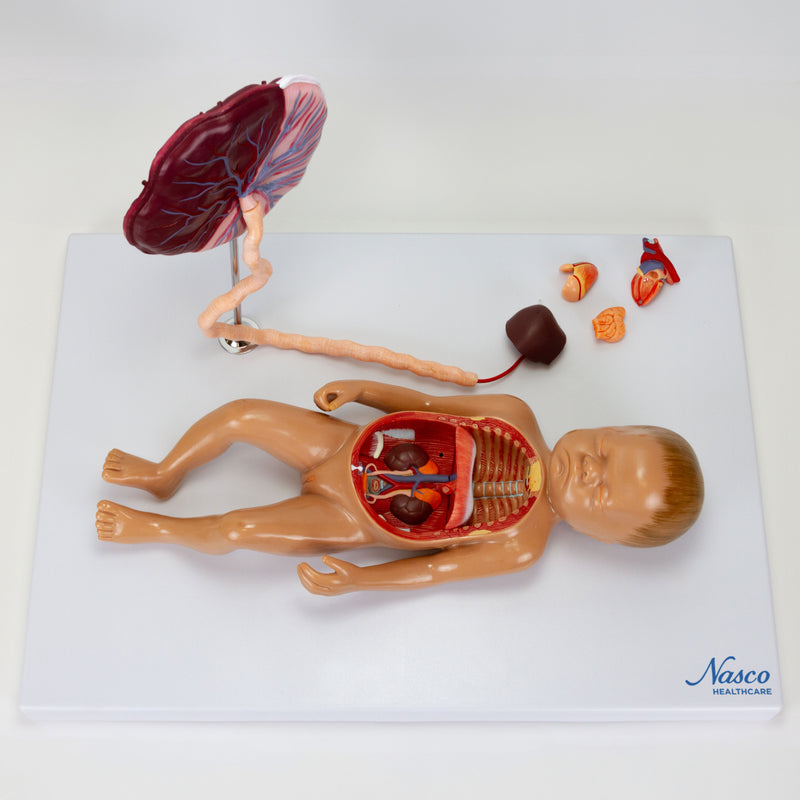 Load image into Gallery viewer, Fetal Blood Circulation with Placenta Model