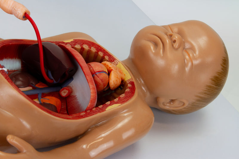 Load image into Gallery viewer, Fetal Blood Circulation with Placenta Model