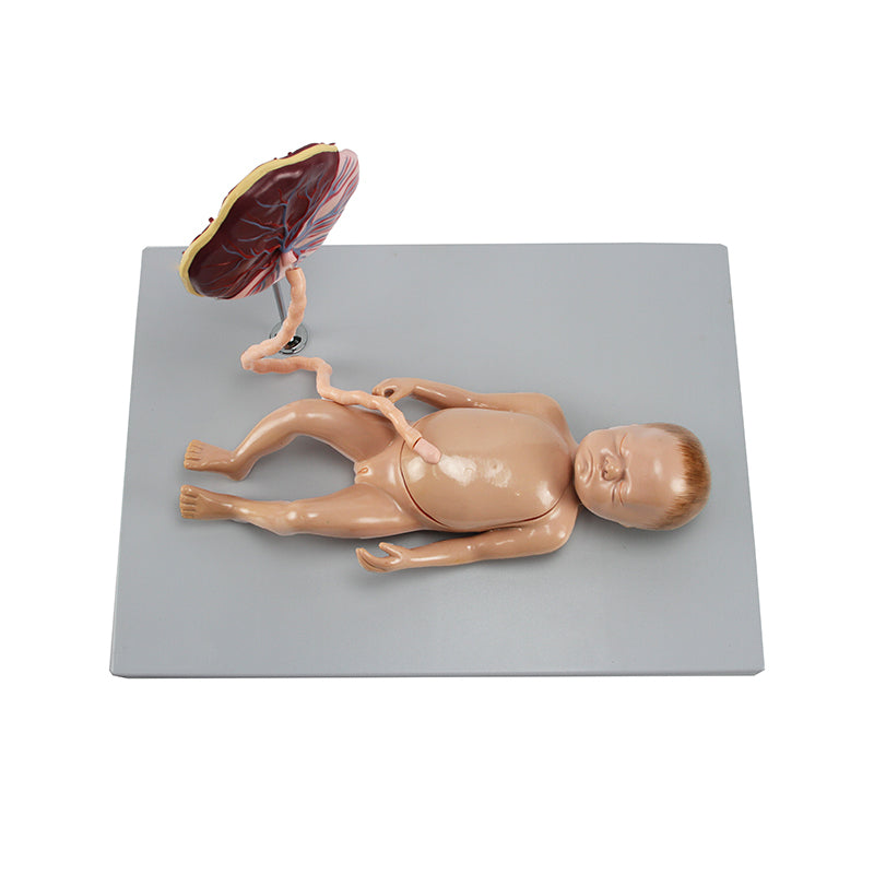 Load image into Gallery viewer, Fetus Model with Placenta and Internal Organs Model