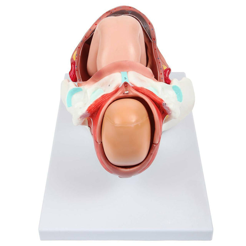 Load image into Gallery viewer, Birthing Stages Model