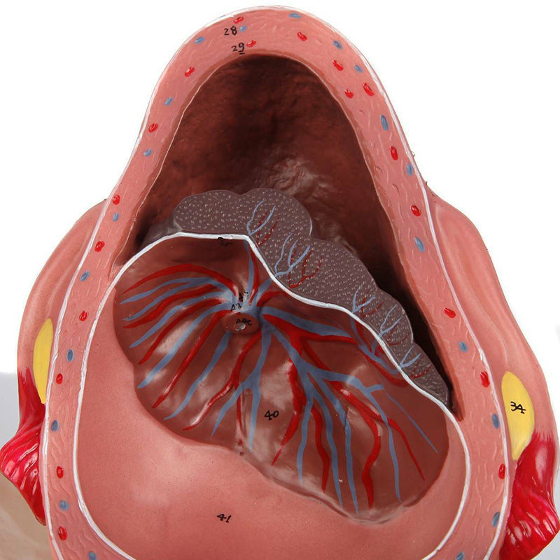 Load image into Gallery viewer, Birthing Stages Model