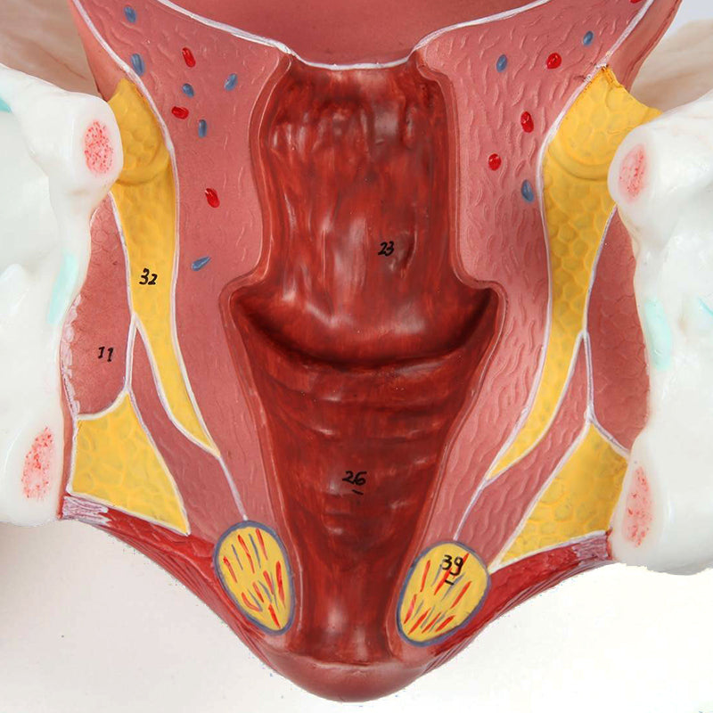 Load image into Gallery viewer, Birthing Stages Model