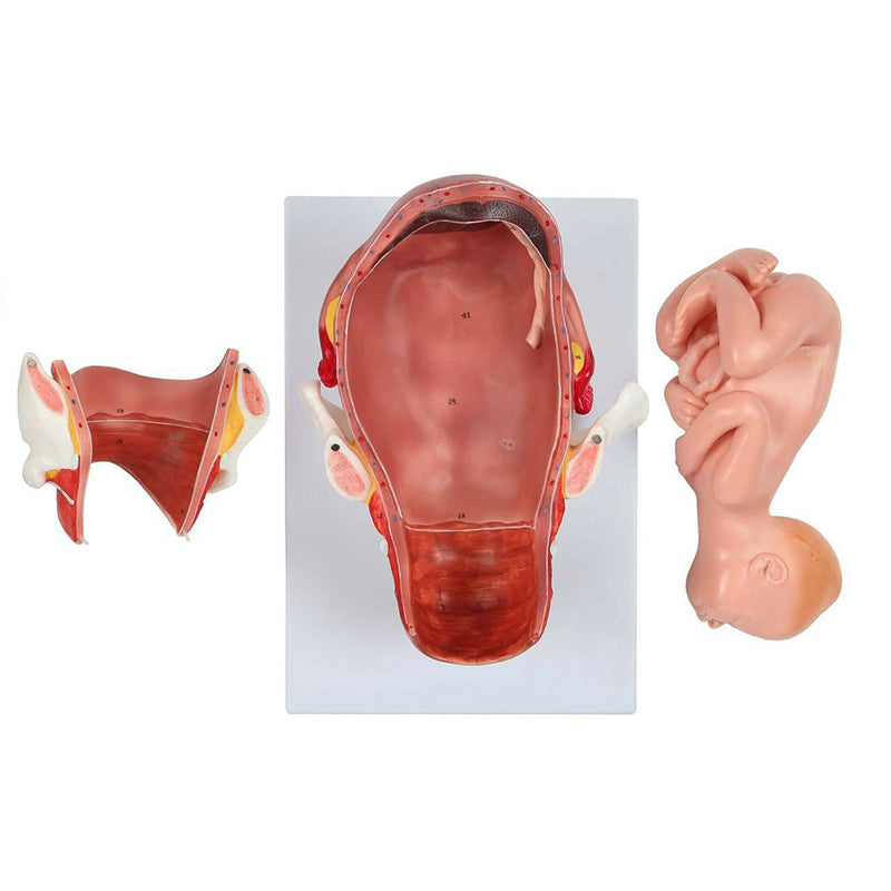 Load image into Gallery viewer, Birthing Stages Model