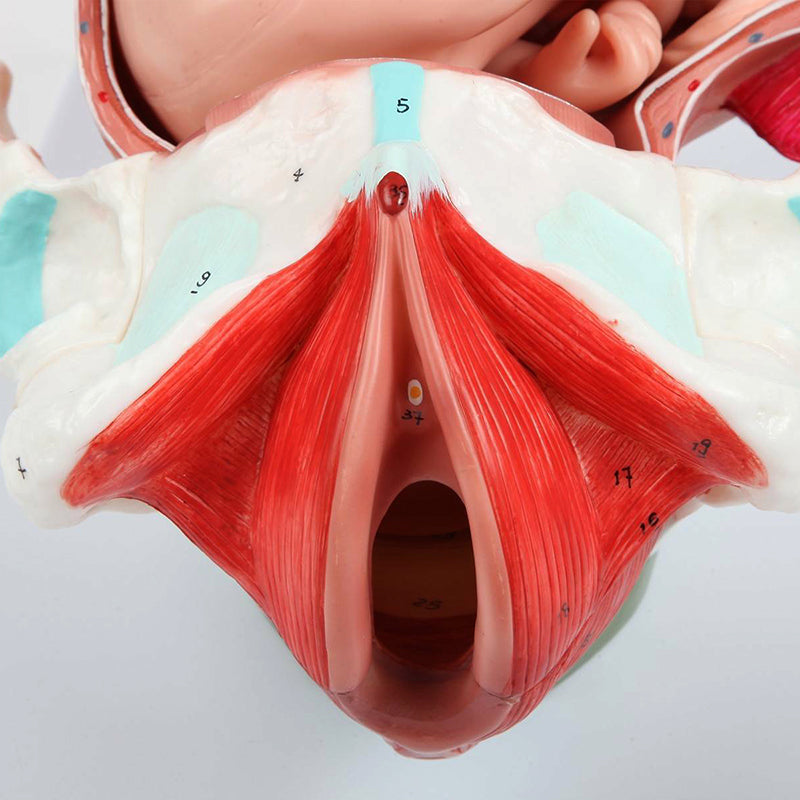 Load image into Gallery viewer, Birthing Stages Model