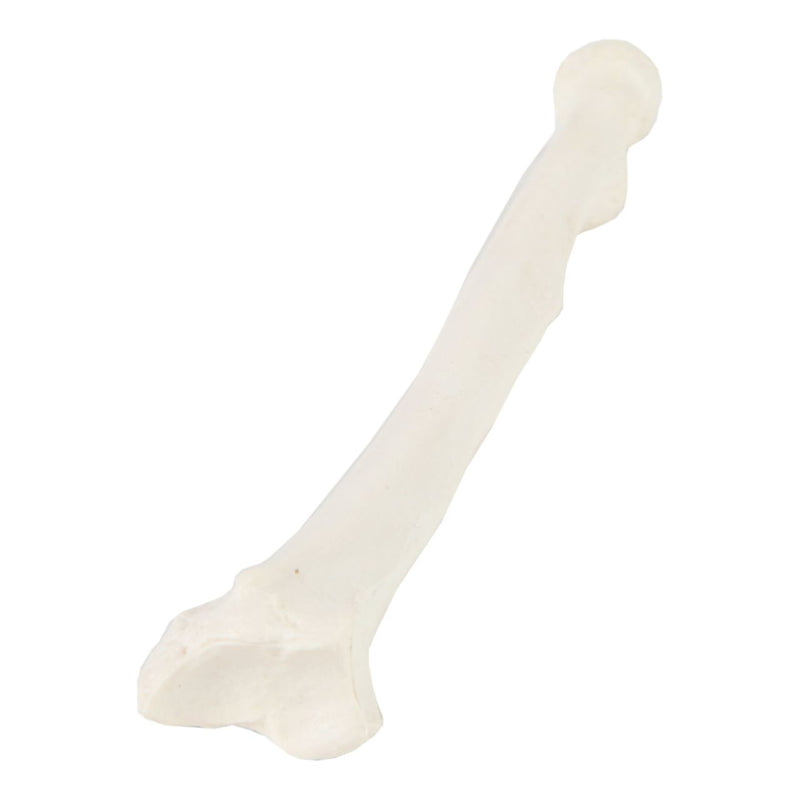 Load image into Gallery viewer, Radius Model