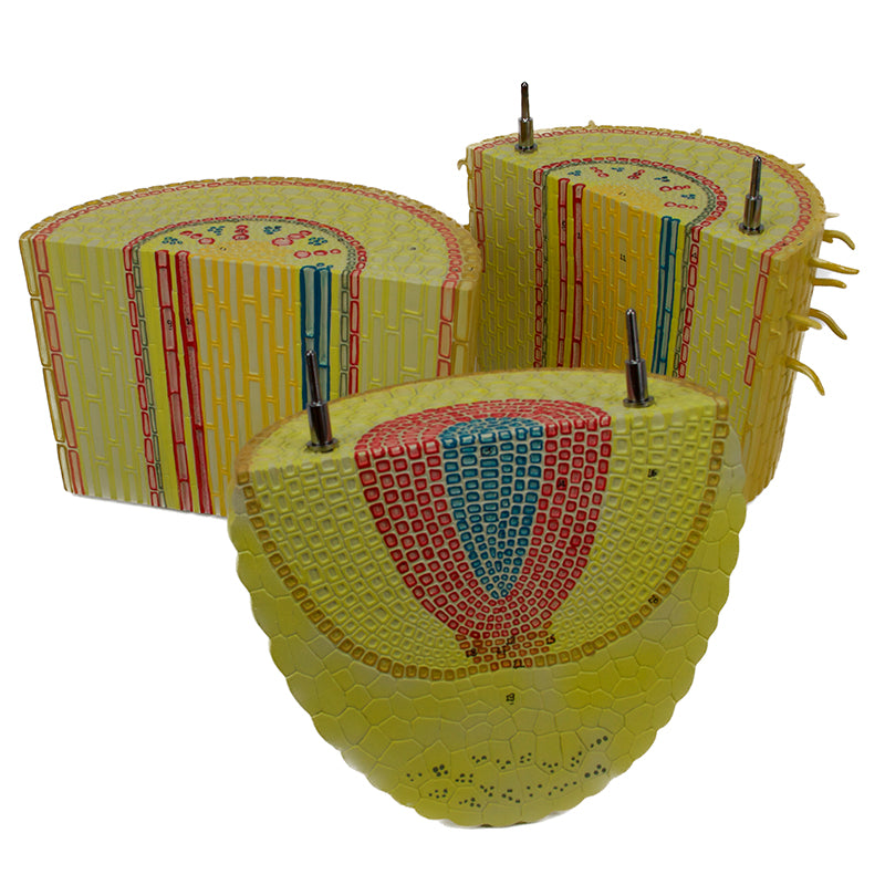 Load image into Gallery viewer, Monocotyledon Root Model, 200X Enlarged