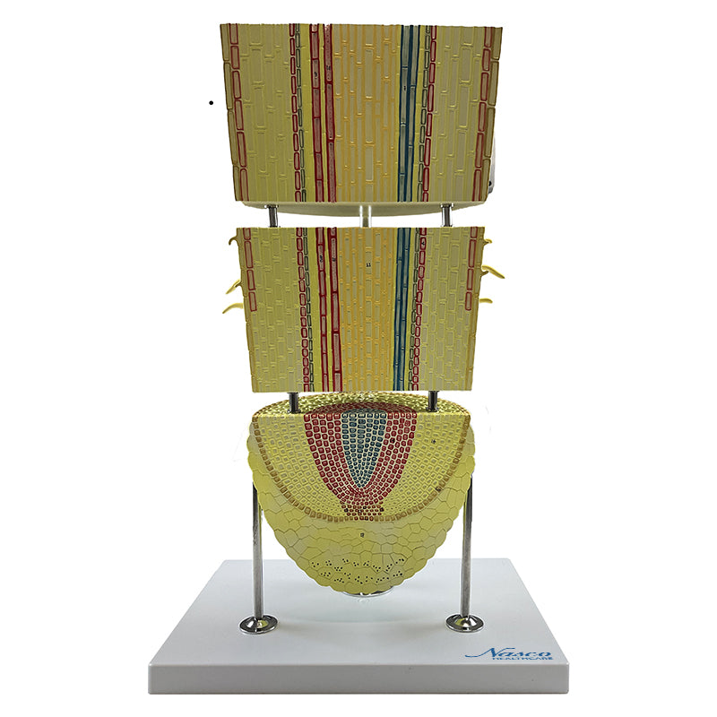 Load image into Gallery viewer, Monocotyledon Root Model, 200X Enlarged