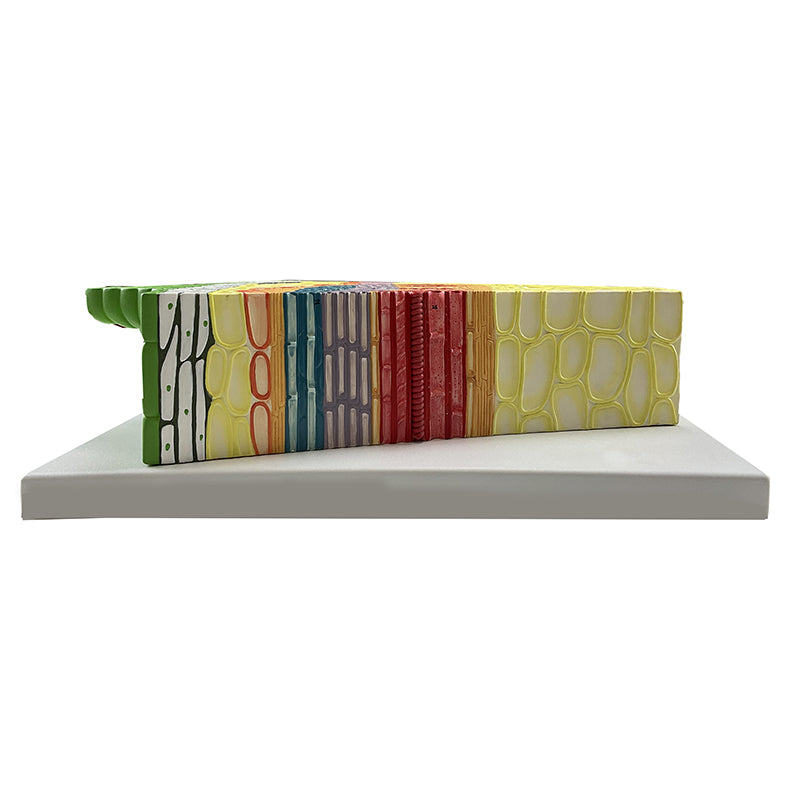 Load image into Gallery viewer, Dicotyledonous Herbaceous Stem Model, 300X Enlarged