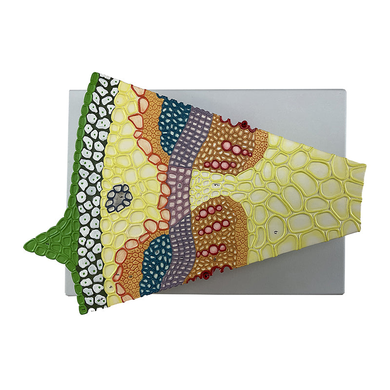 Load image into Gallery viewer, Dicotyledonous Herbaceous Stem Model, 300X Enlarged