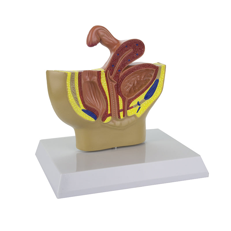 Load image into Gallery viewer, Female Pelvis Model, Half-Size