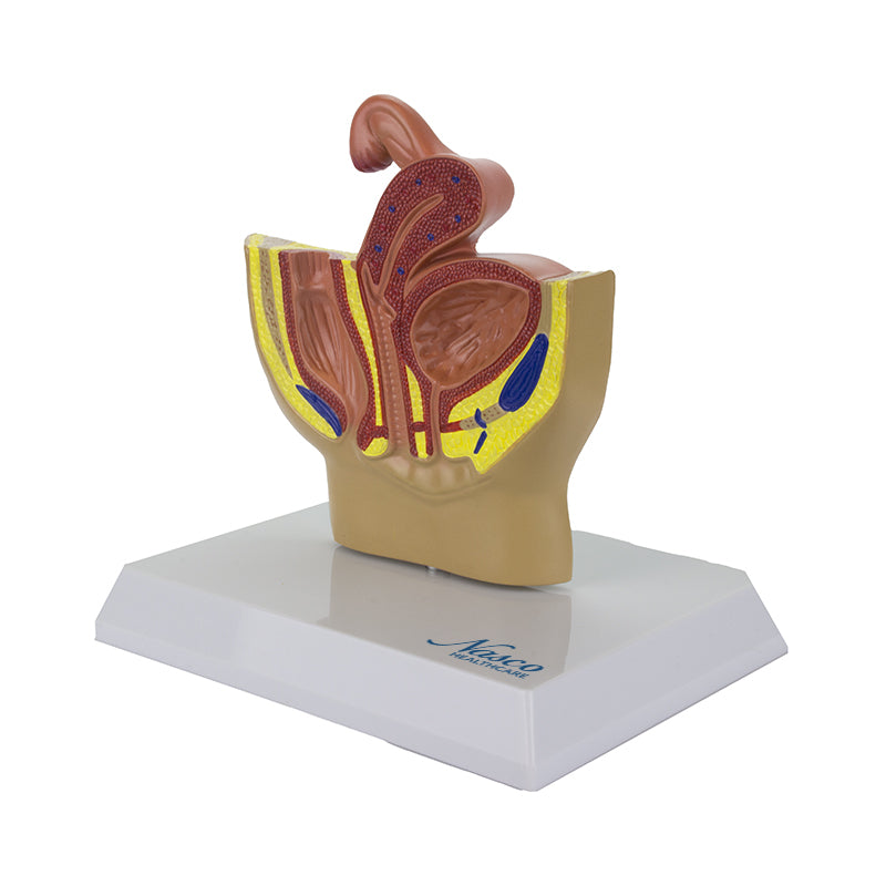 Load image into Gallery viewer, Female Pelvis Model, Half-Size