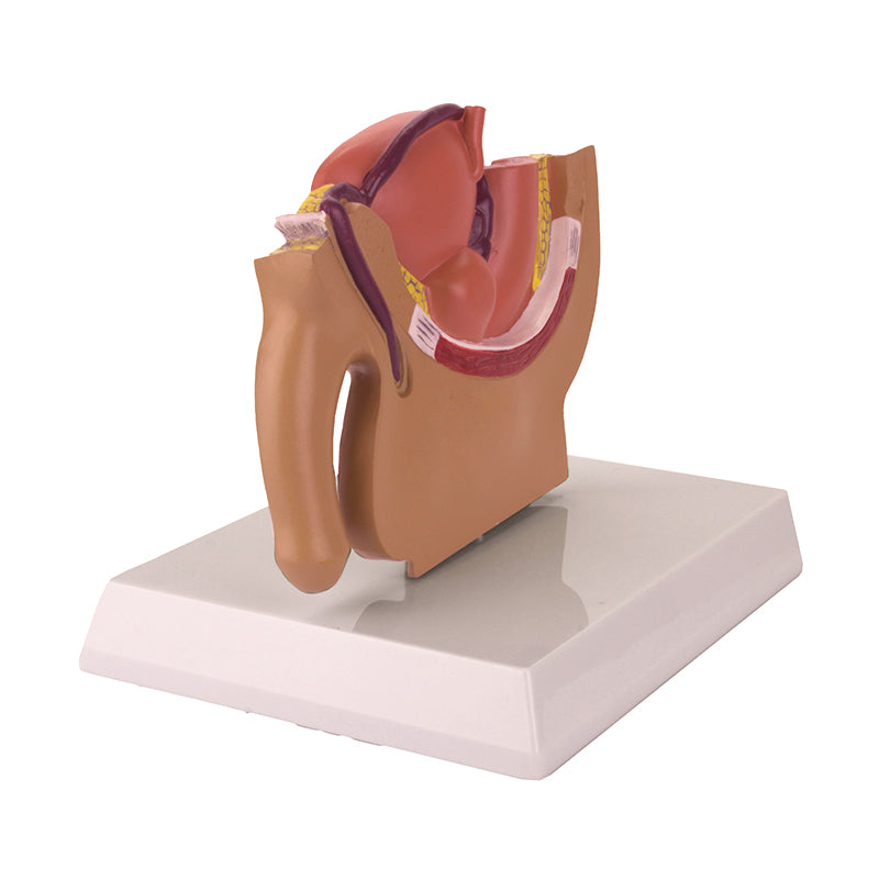 Load image into Gallery viewer, Male Pelvis Model, Half-Size