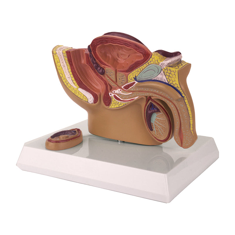 Load image into Gallery viewer, Male Pelvis Model, Half-Size
