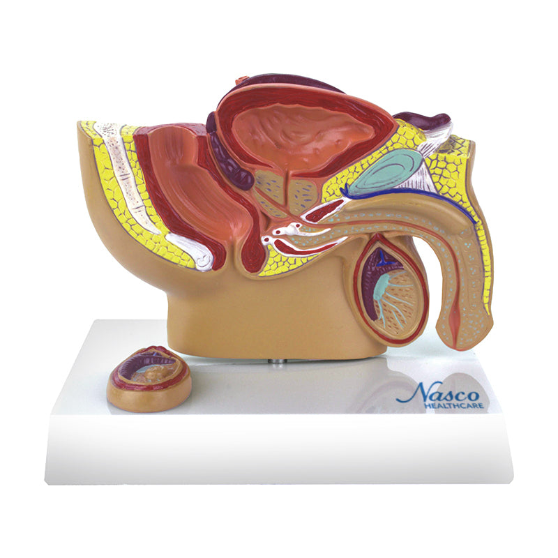 Load image into Gallery viewer, Male Pelvis Model, Half-Size