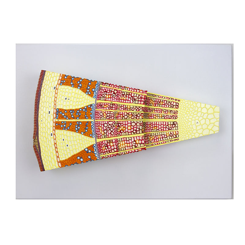 Load image into Gallery viewer, Tree Stem Section Model, 300X Enlarged