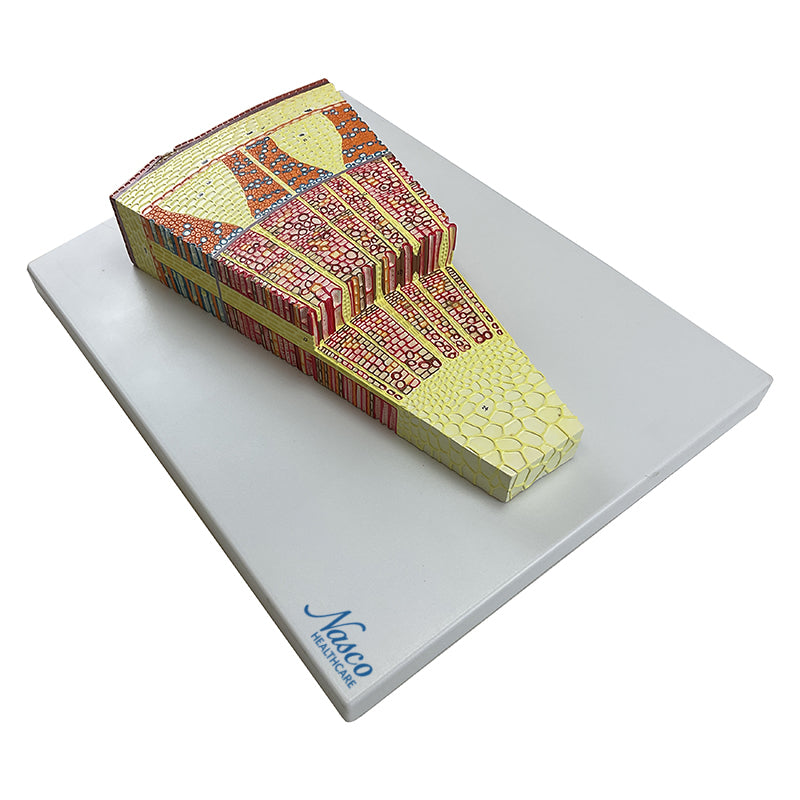 Load image into Gallery viewer, Tree Stem Section Model, 300X Enlarged