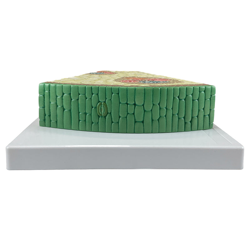 Tải hình ảnh vào trình xem Thư viện, Monocotyledonous Stem Section Model, 400X Enlarged