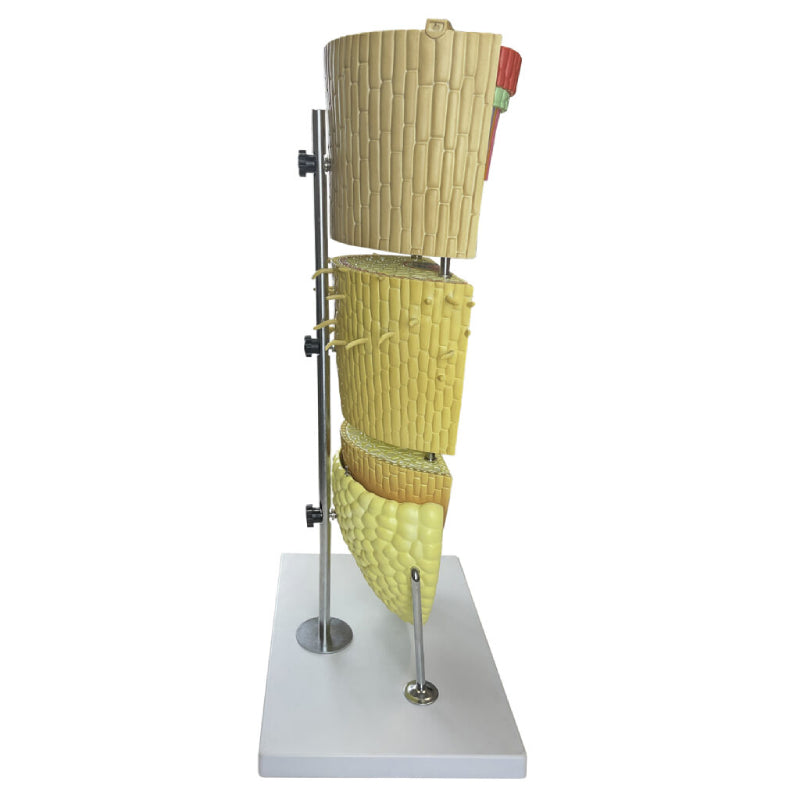 Load image into Gallery viewer, Dicotyledonous Root Lateral Section Model, 400X Enlarged