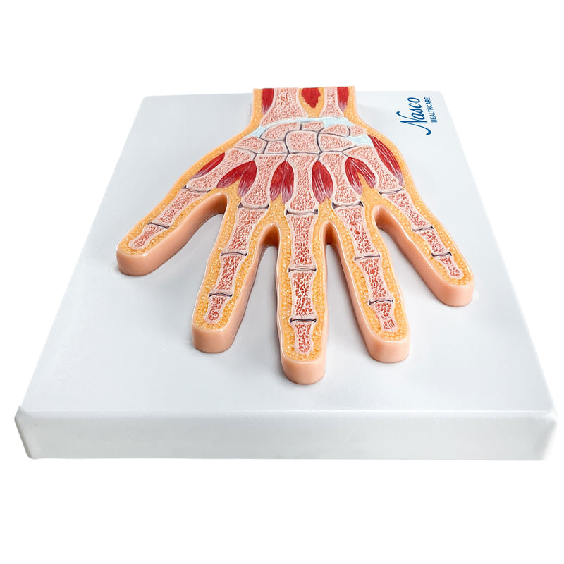 Load image into Gallery viewer, Hand Model, Median Section