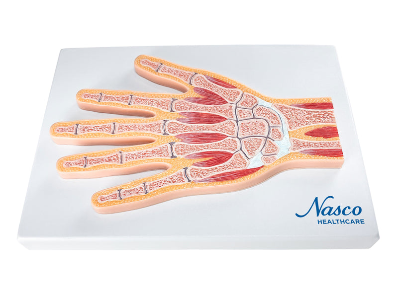 Load image into Gallery viewer, Hand Model, Median Section