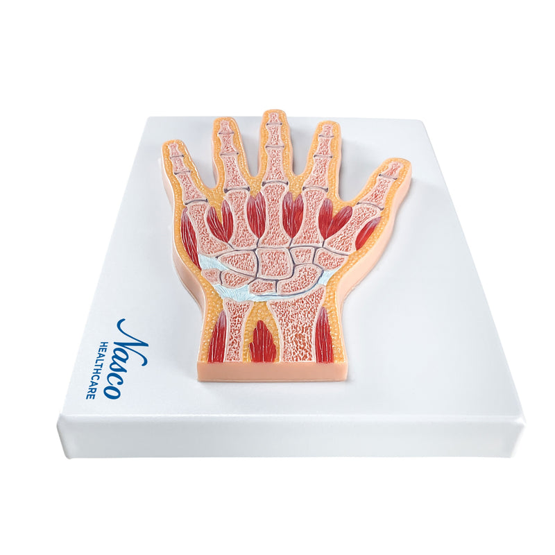 Load image into Gallery viewer, Hand Model, Median Section