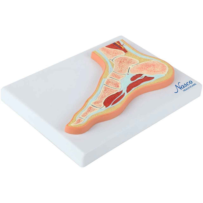 Load image into Gallery viewer, Foot Model, Midsection