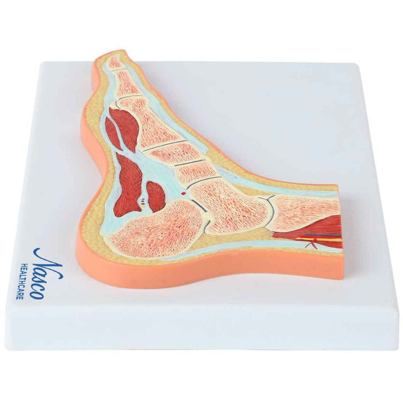 Load image into Gallery viewer, Foot Model, Midsection