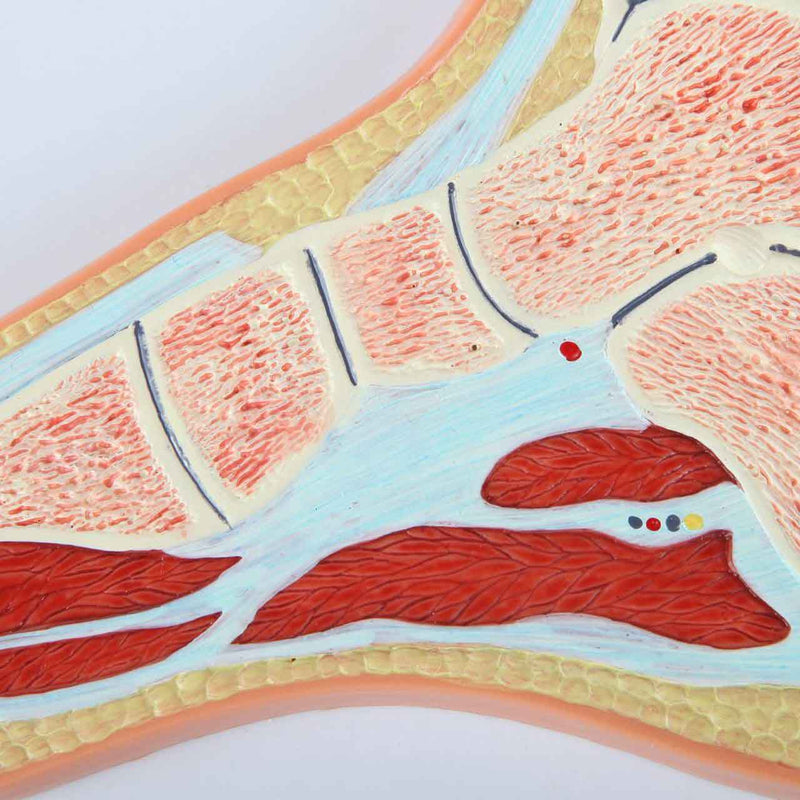 Load image into Gallery viewer, Foot Model, Midsection