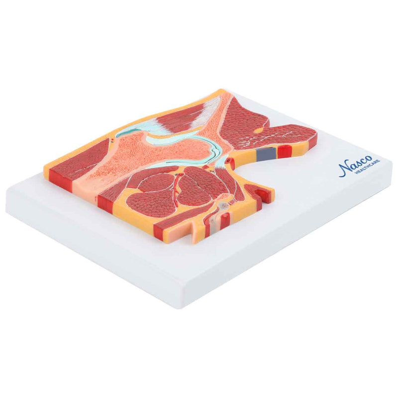 Load image into Gallery viewer, Hip Model, Midsection