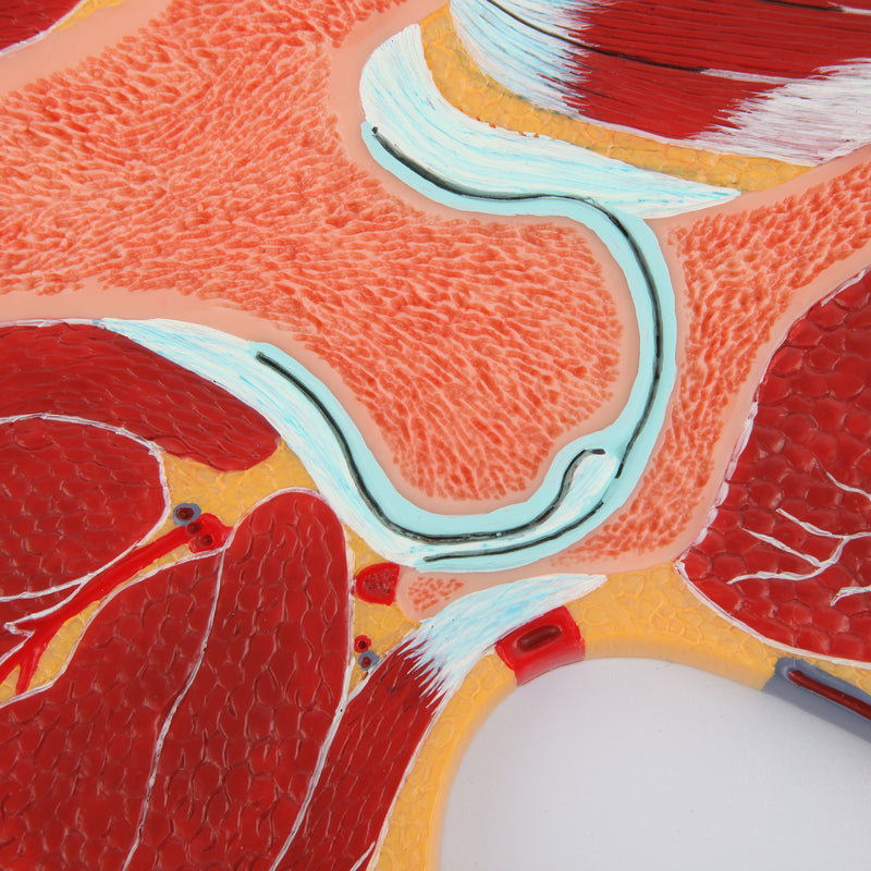 Load image into Gallery viewer, Hip Model, Midsection