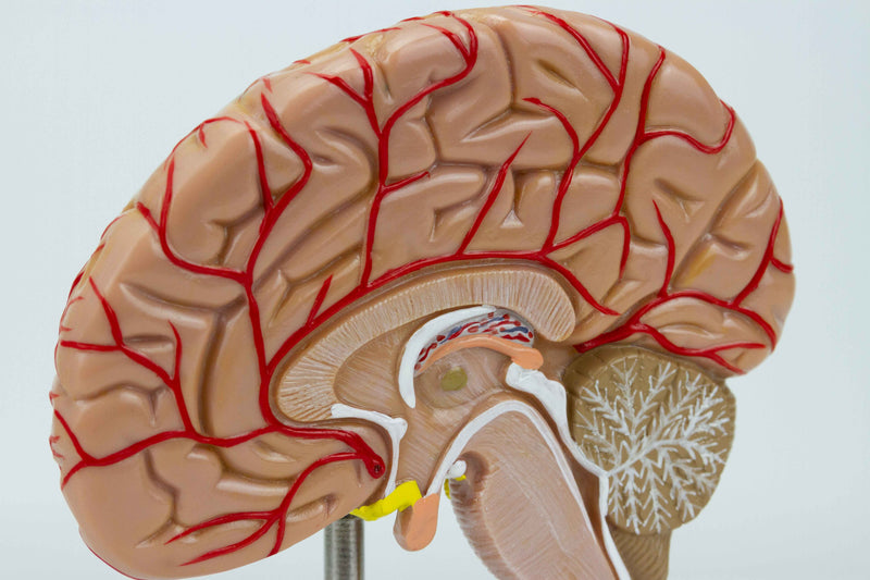 Load image into Gallery viewer, Brain with Arteries Model, Saggital Section
