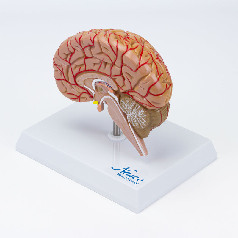 Load image into Gallery viewer, Brain with Arteries Model, Saggital Section