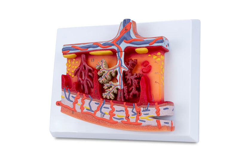 โหลดรูปภาพลงในโปรแกรมใช้ดูของ Gallery Placenta Cross-Section Model, 2X Enlarged