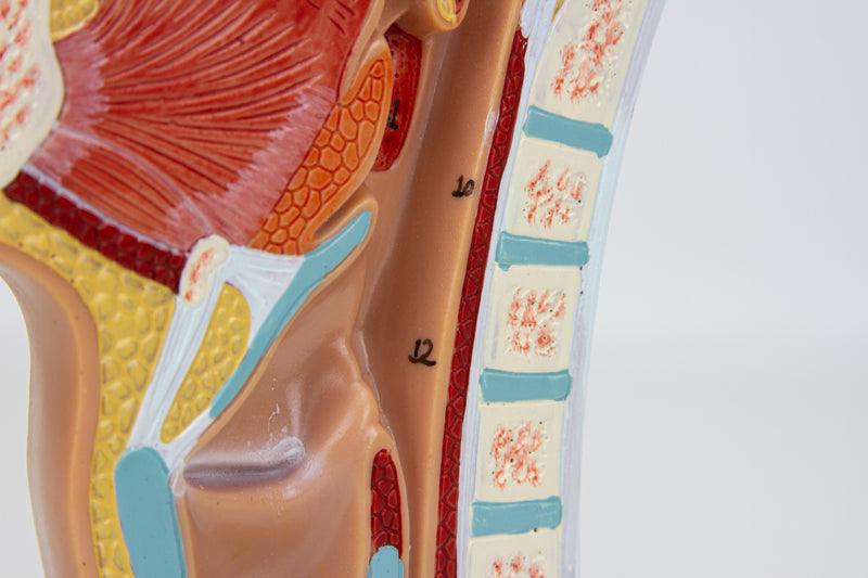 Загрузить изображение в просмотрщик галереи, Nasal and Oral Sinus Cross-Section Model